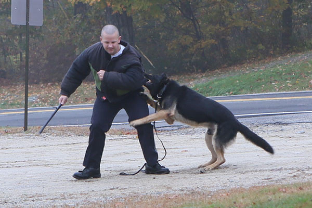 Police Dog biting Officer with padding