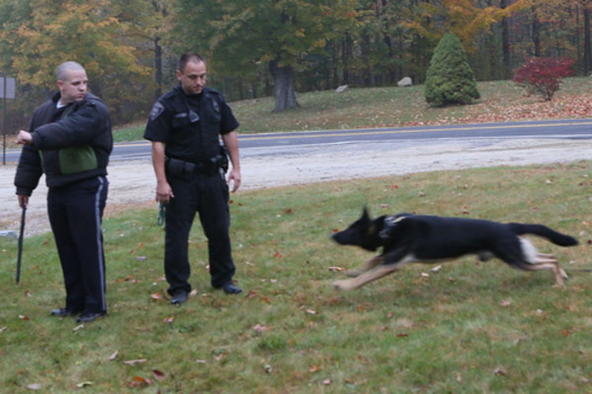 Police Dog chasing Officer with padding